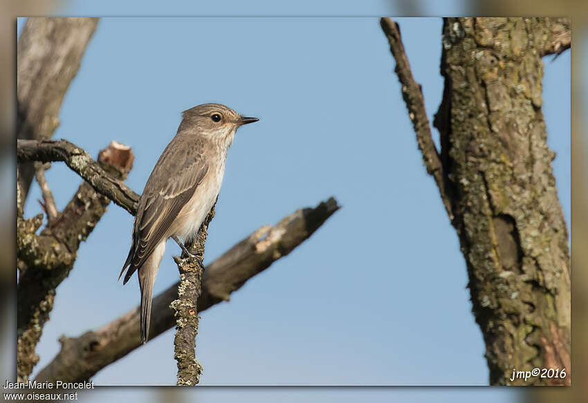 Spotted Flycatcher, identification