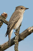 Spotted Flycatcher