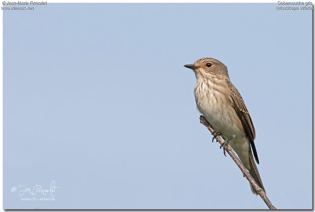 Spotted Flycatcher