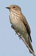 Spotted Flycatcher