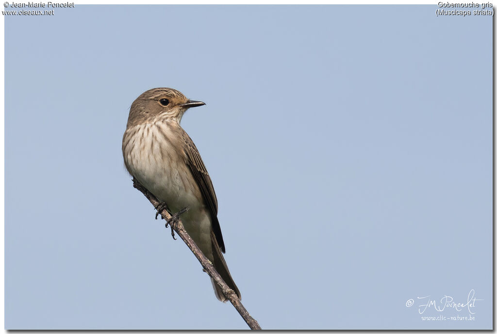 Spotted Flycatcher