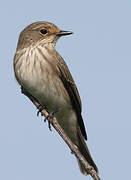 Spotted Flycatcher