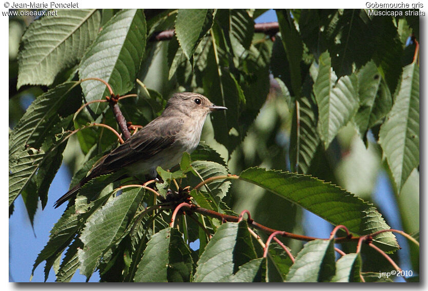 Spotted Flycatcher