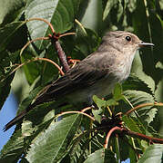 Spotted Flycatcher