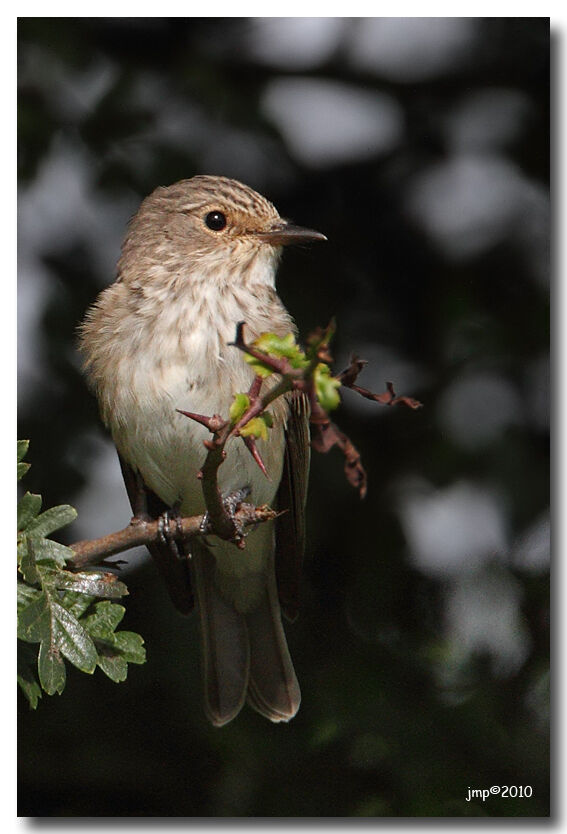 Spotted Flycatcher