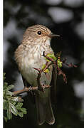 Spotted Flycatcher