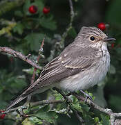 Spotted Flycatcher