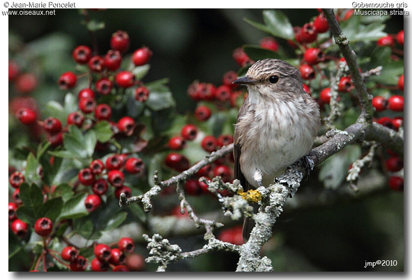 Spotted Flycatcher