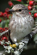 Spotted Flycatcher