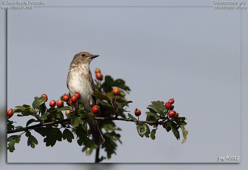 Spotted Flycatcher