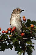 Spotted Flycatcher