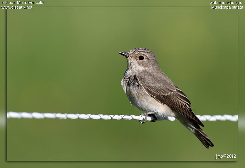 Spotted Flycatcher