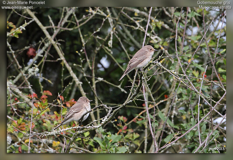 Spotted Flycatcher