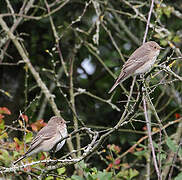 Spotted Flycatcher