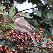 Spotted Flycatcher