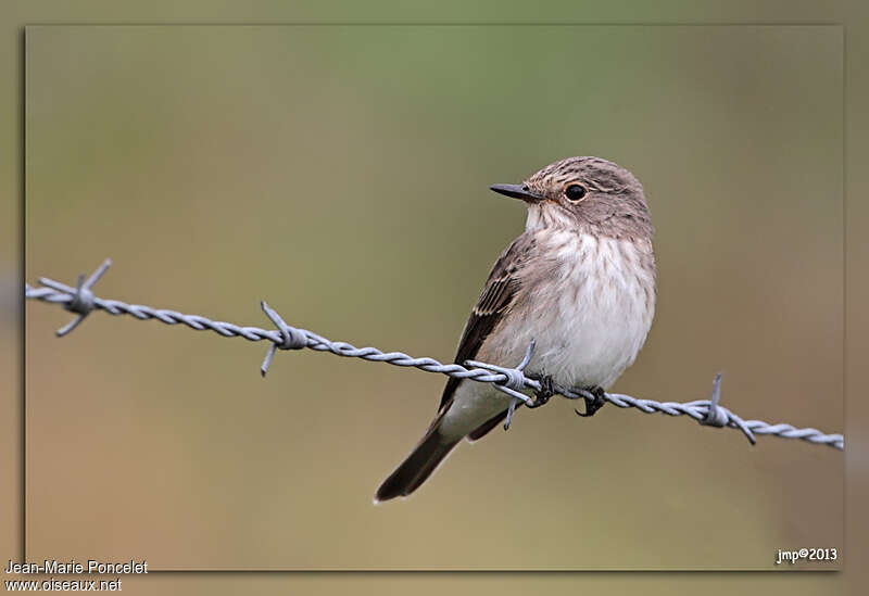 Spotted Flycatcher, pigmentation