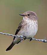 Spotted Flycatcher