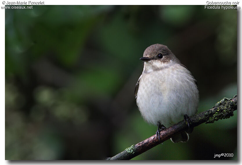 European Pied Flycatcher