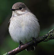 European Pied Flycatcher