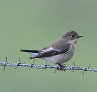 European Pied Flycatcher