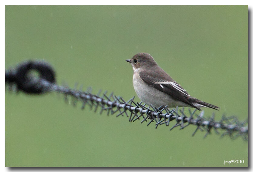 European Pied Flycatcher