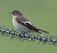 European Pied Flycatcher