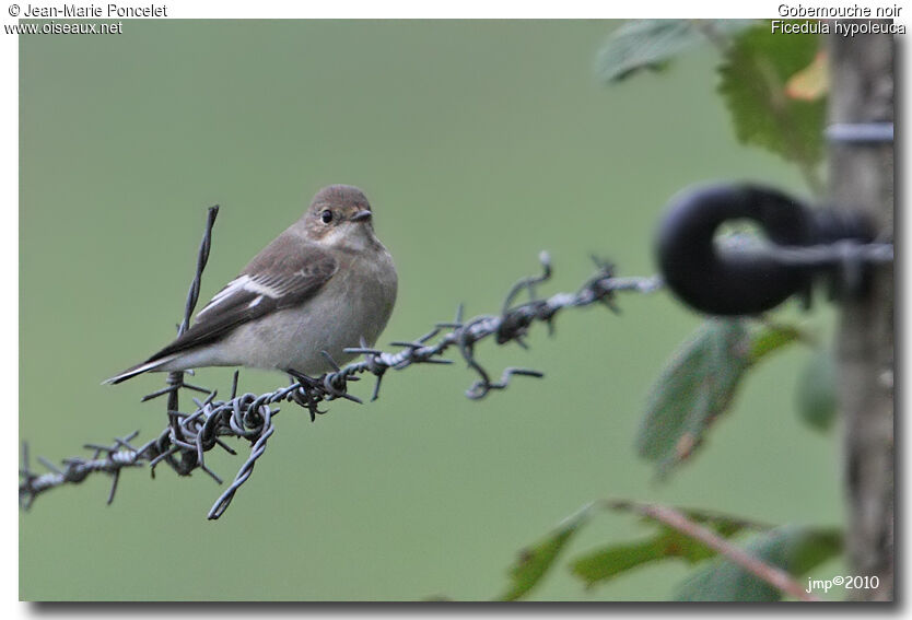 European Pied Flycatcher