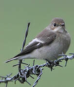 European Pied Flycatcher