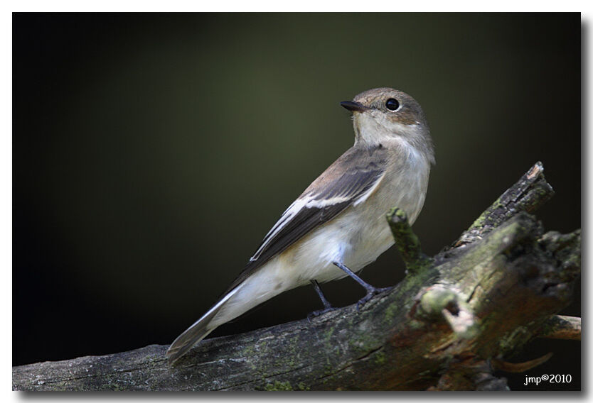 European Pied Flycatcher