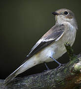 European Pied Flycatcher