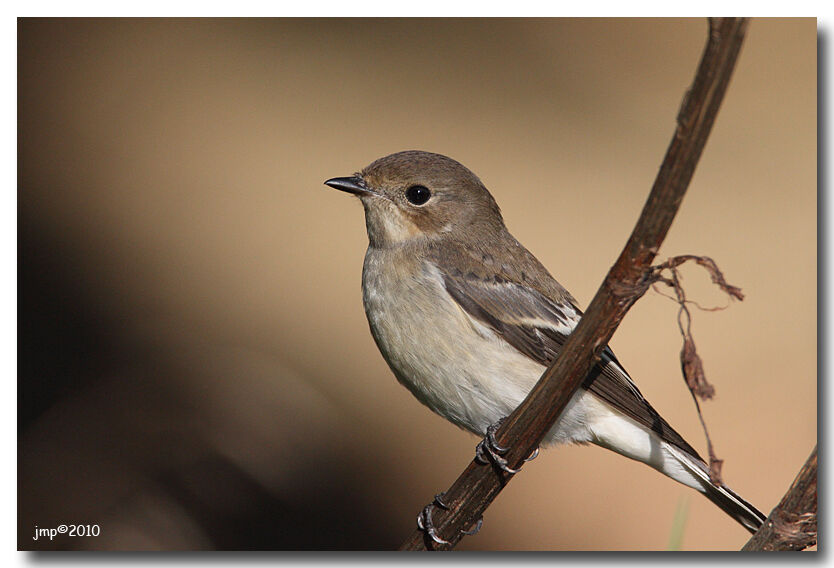 European Pied Flycatcher