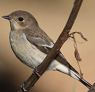 European Pied Flycatcher