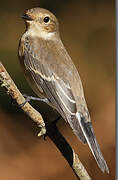 European Pied Flycatcher