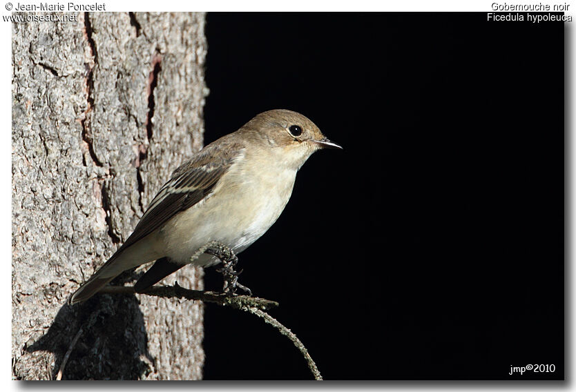 European Pied Flycatcher