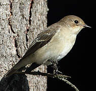 European Pied Flycatcher