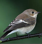 European Pied Flycatcher