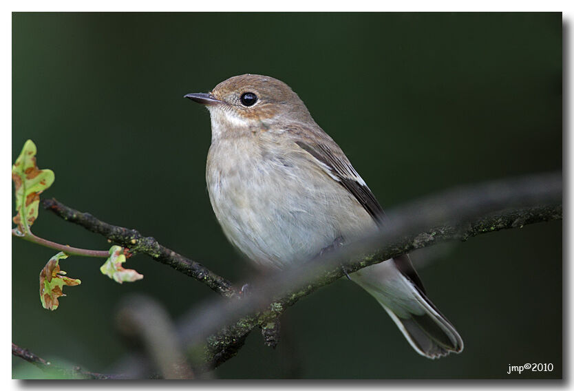 European Pied Flycatcher