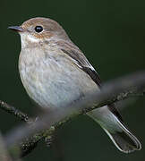 European Pied Flycatcher