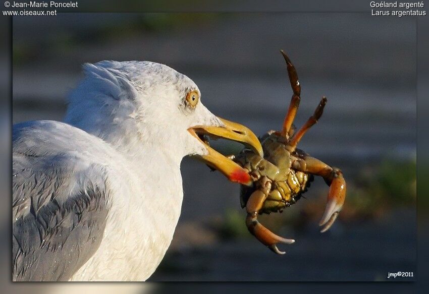 European Herring Gull