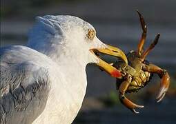 European Herring Gull