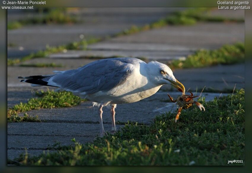 European Herring Gull