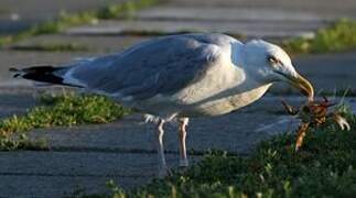 European Herring Gull