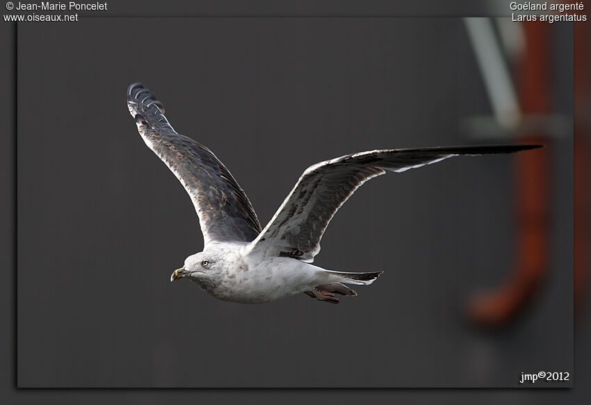 European Herring Gull