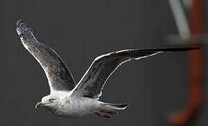 European Herring Gull