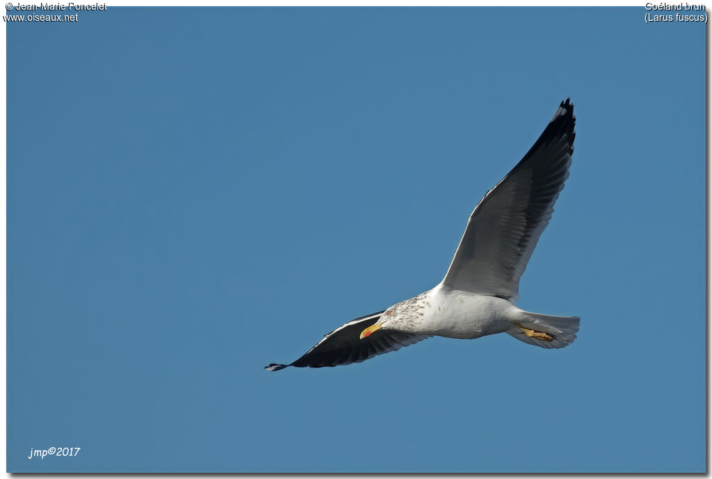 Lesser Black-backed Gull