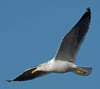 Lesser Black-backed Gull