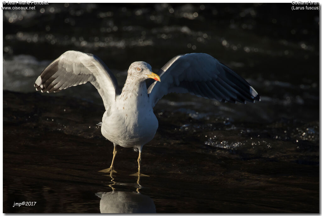 Lesser Black-backed Gull