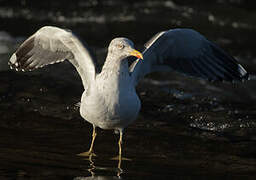 Lesser Black-backed Gull