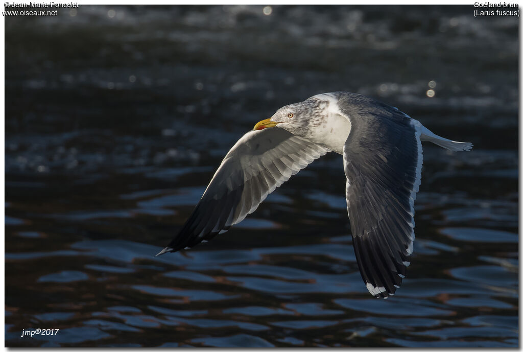 Lesser Black-backed Gull