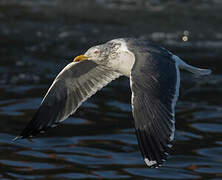 Lesser Black-backed Gull